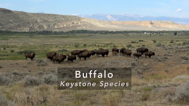Keystone Species that Live in the Mountains
