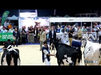 Gran final de terneras y novillas