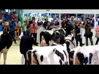Campeonatos de vaca joven, intermedia y adulta