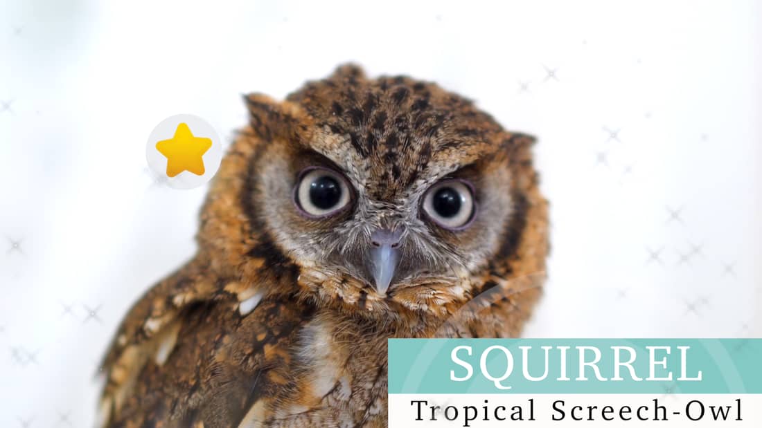 スピックスコノハズク リス フクロウカフェ 東京 アキバフクロウ