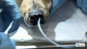 Introducción de un tubo de oxígeno nasal