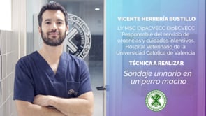 Sondaje urinario en un perro macho