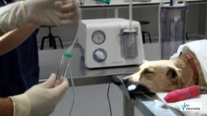 Lavado broncoalveolar ciego en un perro