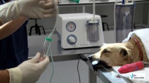Lavado broncoalveolar ciego en un perro
