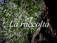 La raccolta