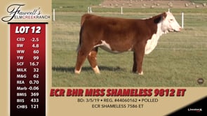 Lot #12 - ECR BHR MISS SHAMELESS 9812 ET