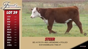 Lot #39 - STEER