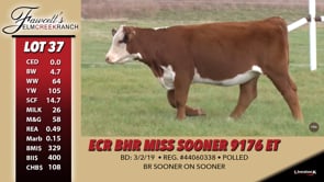 Lot #37 - ECR BHR MISS SOONER 9176 ET