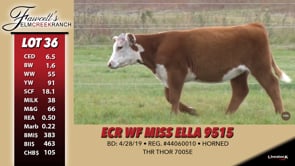 Lot #36 - ECR WF MISS ELLA 9515