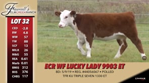 Lot #32 - ECR WF LUCKY LADY 9903 ET