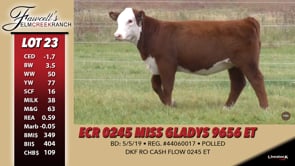 Lot #23 - ECR 0245 MISS GLADYS 9656 ET
