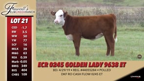 Lot #21 - ECR 024 GOLDEN LADY 9638 ET