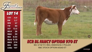 Lot #14 - ECR BL FANCY OPTION 970 ET