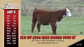 Lot #3 - ECR WF 2296 MISS DONNA 9909 ET
