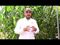 Gustavo García, jefe de producto Maíz y Forrajeras Limagrain Ibérica