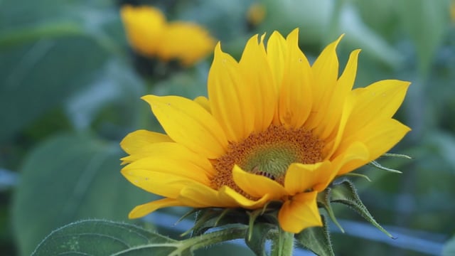 Girasol Flor Bloom - Free video on Pixabay - Pixabay