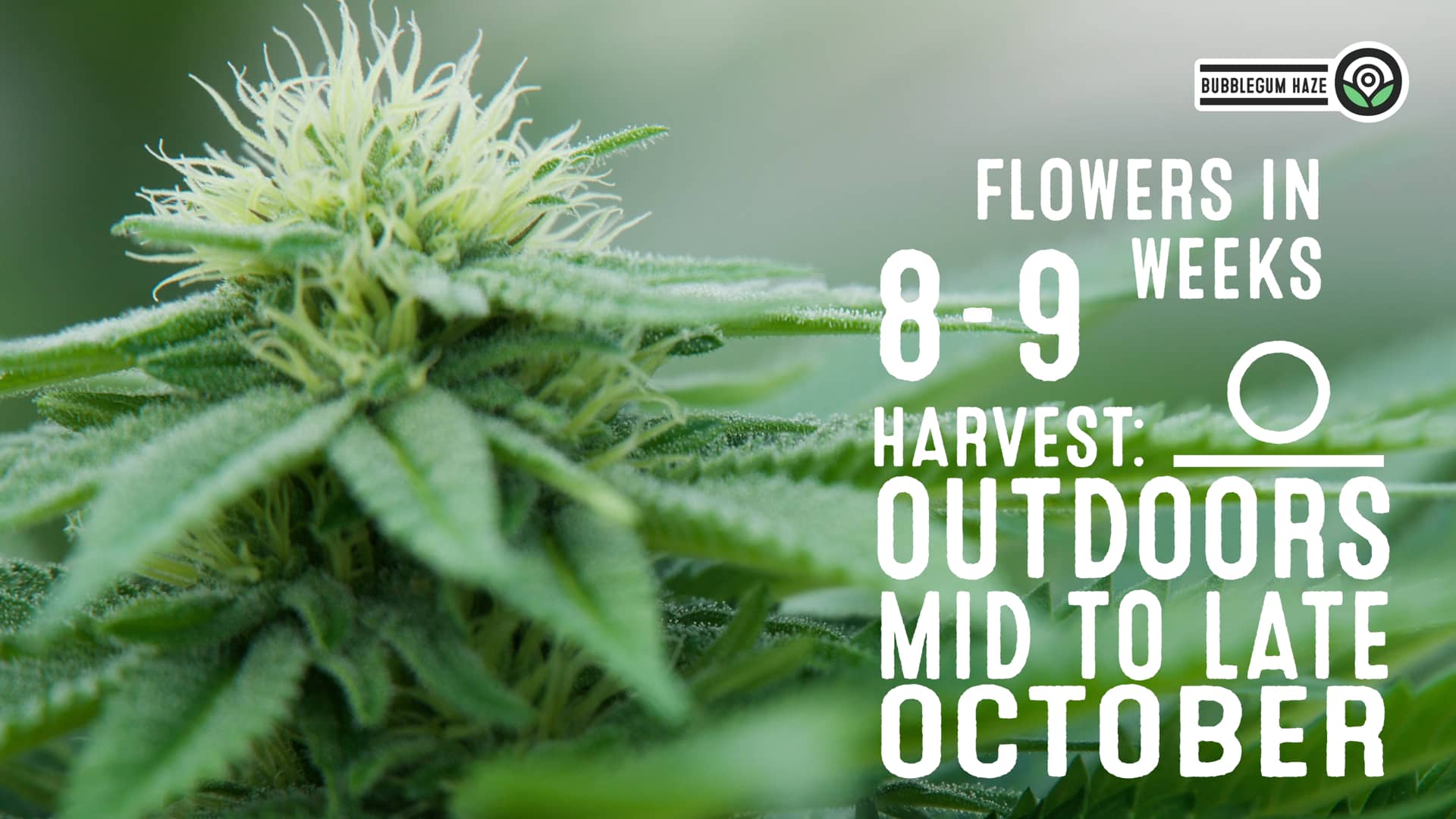 Bubblegum Haze Feminized Cultivar Facts on Vimeo