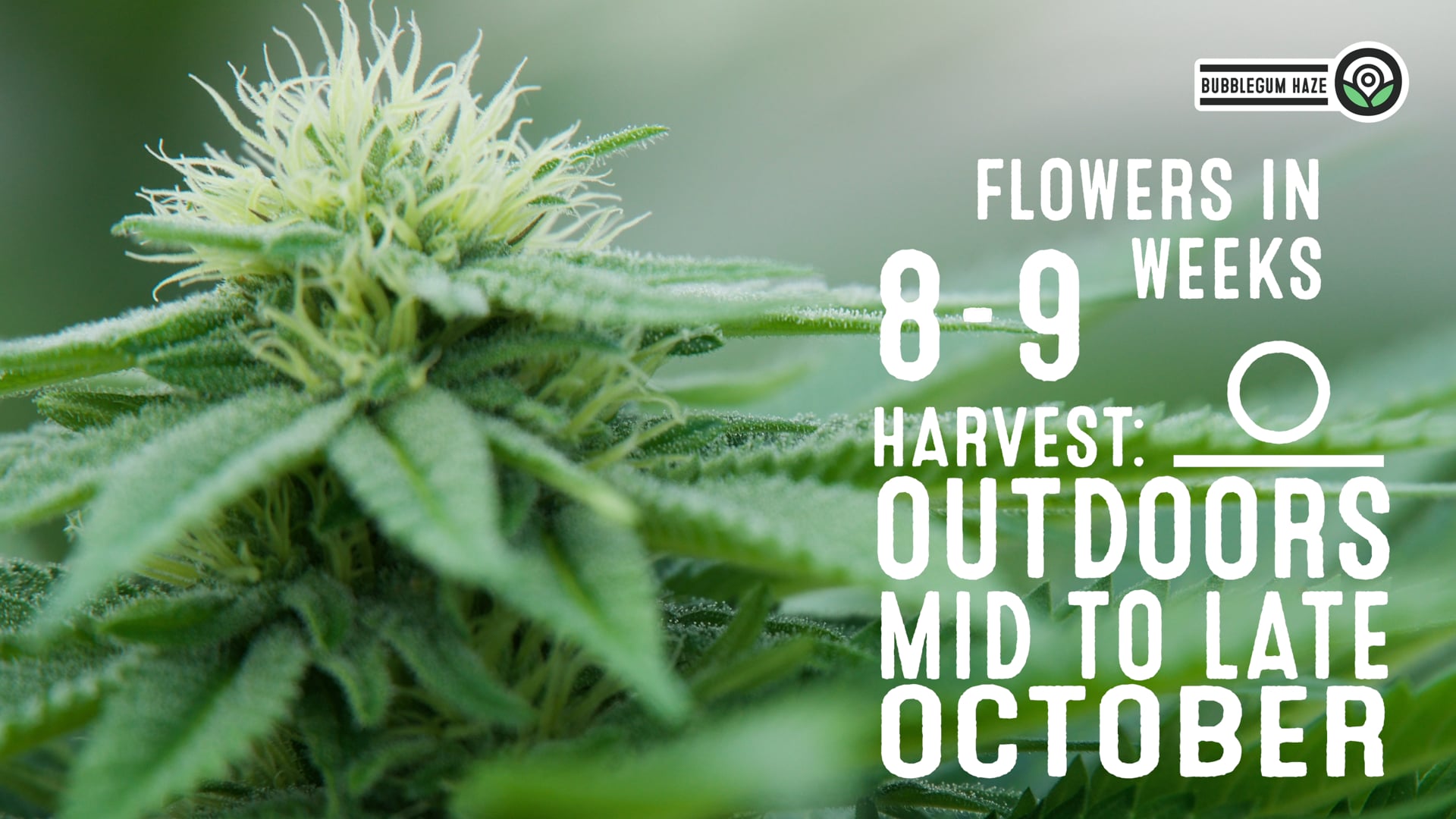 Bubblegum Haze Feminized Cannabis Seeds