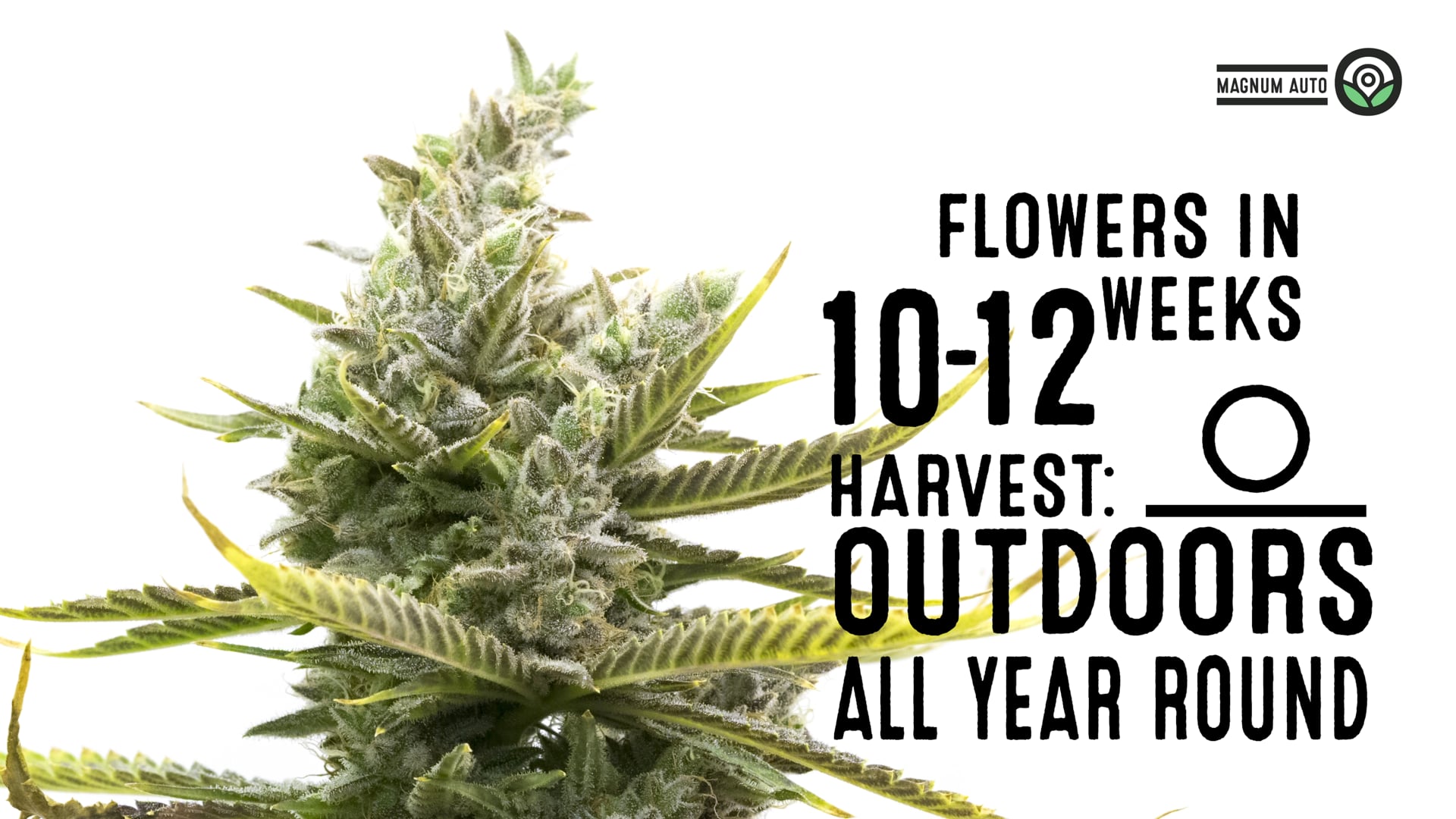 Magnum Autoflower Cannabis Seeds