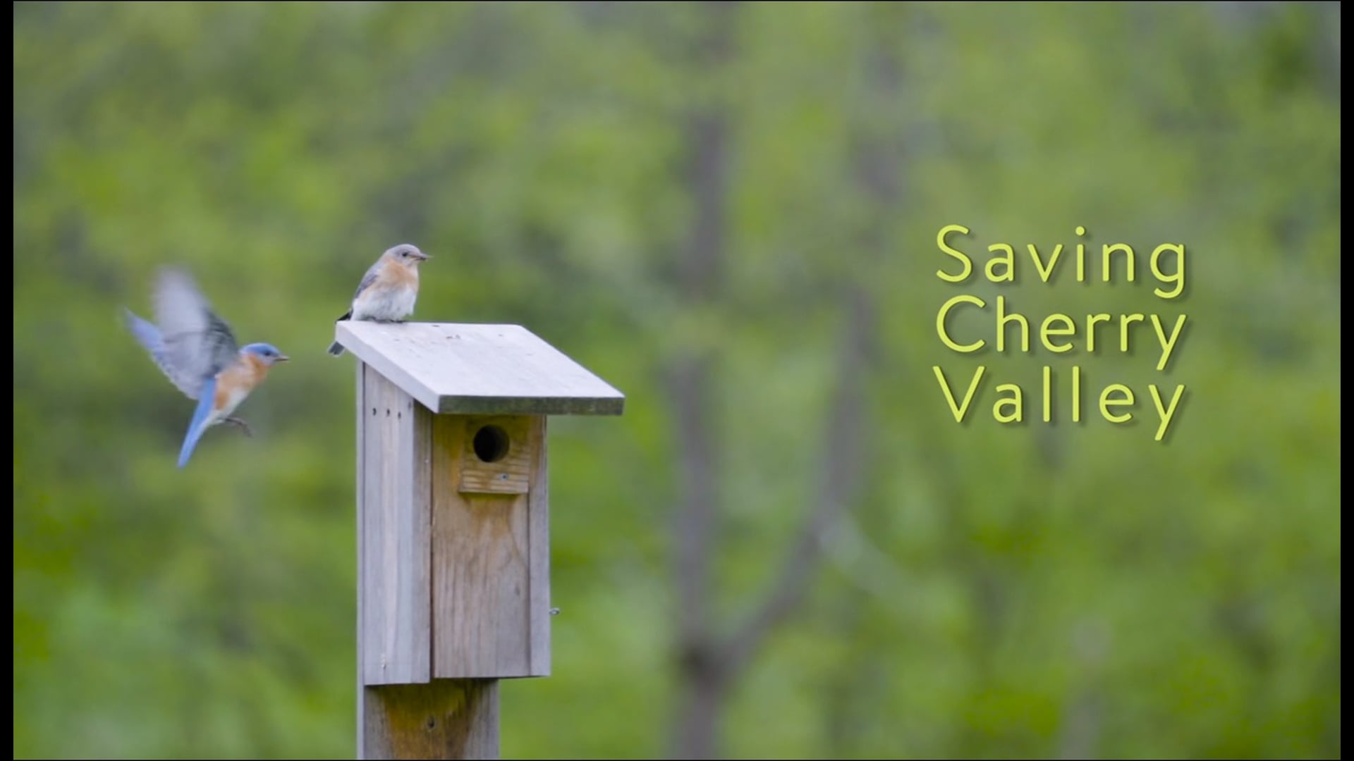 Saving Cherry Valley