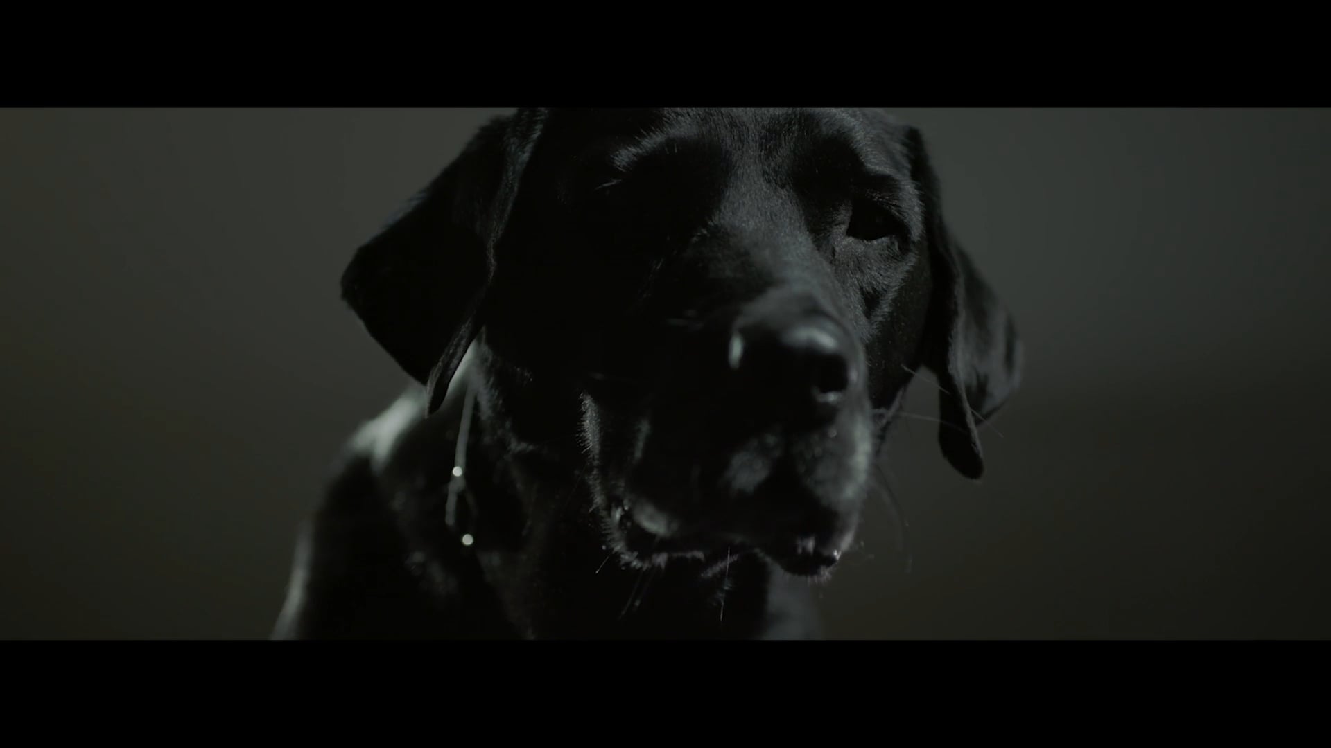 Walter the Dog - Trailer