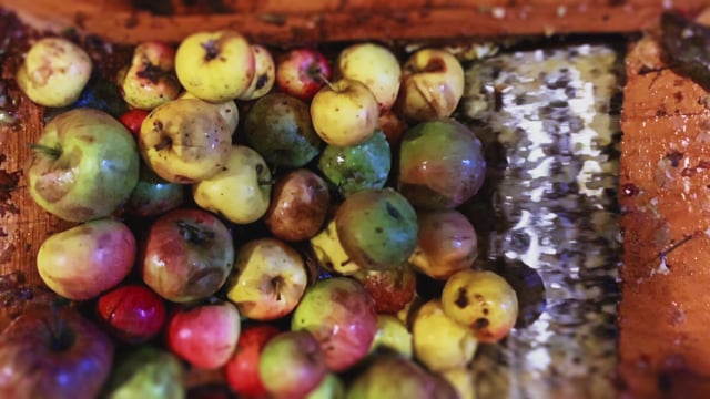 How to press Cider from apples