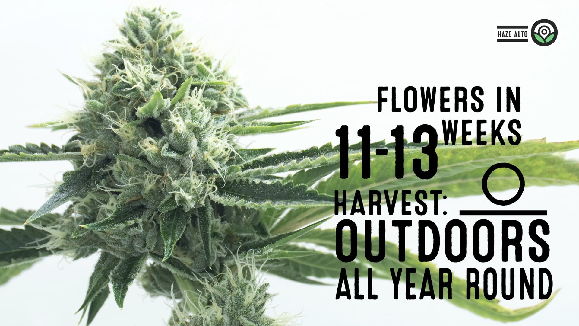 Haze Autoflower Cannabis Seeds