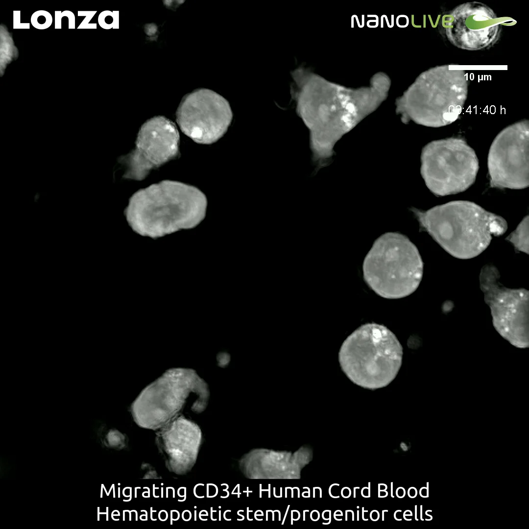 Division in CD34+ Human Cord Blood Hematopoietic stem/progenitor cells ...