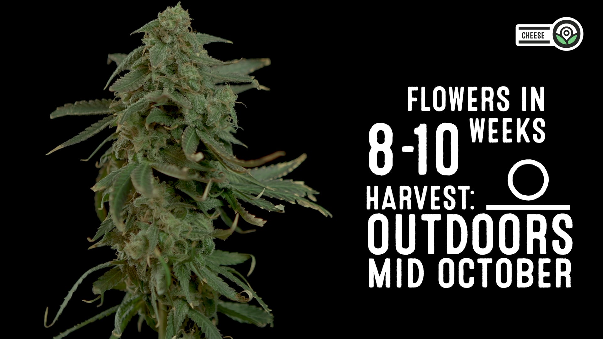 Cheese Feminized Cannabis Seeds