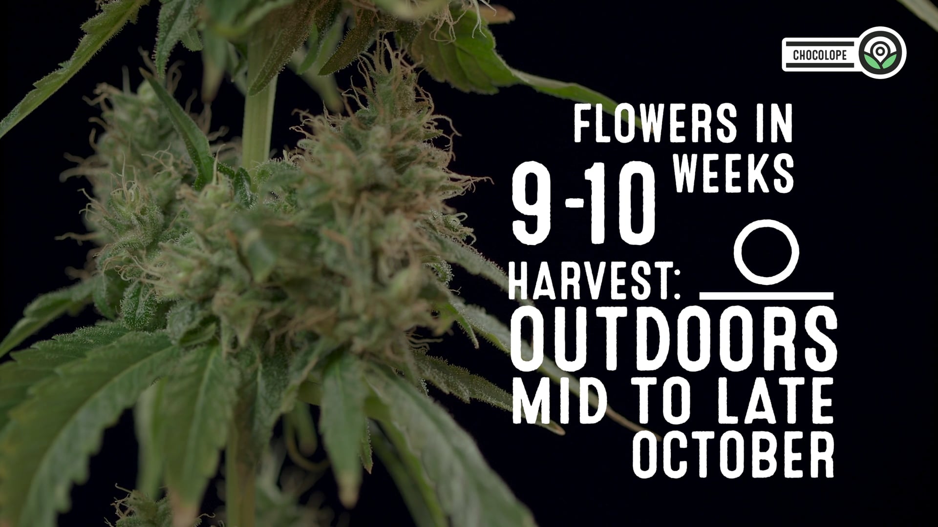 Chocolope Feminized Cannabis Seeds