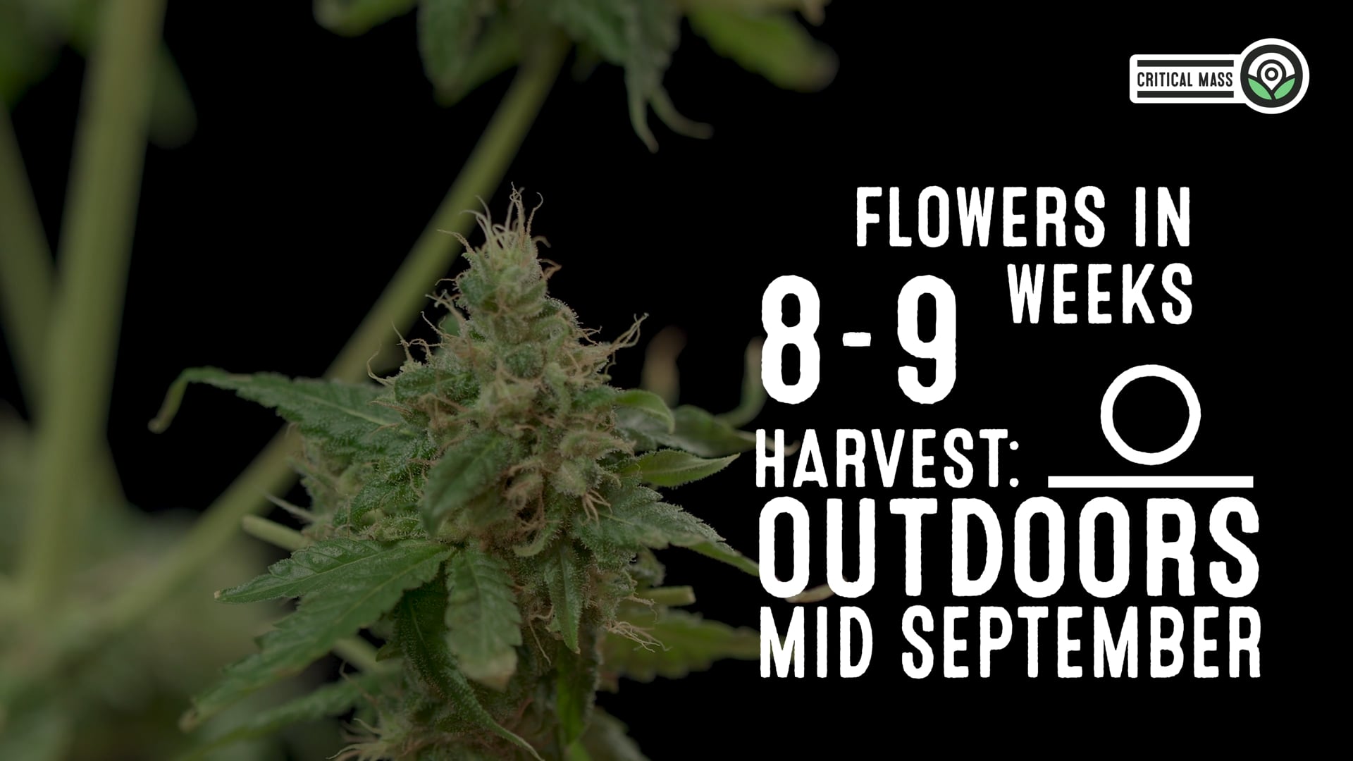 Critical Mass Feminized Cannabis Seeds