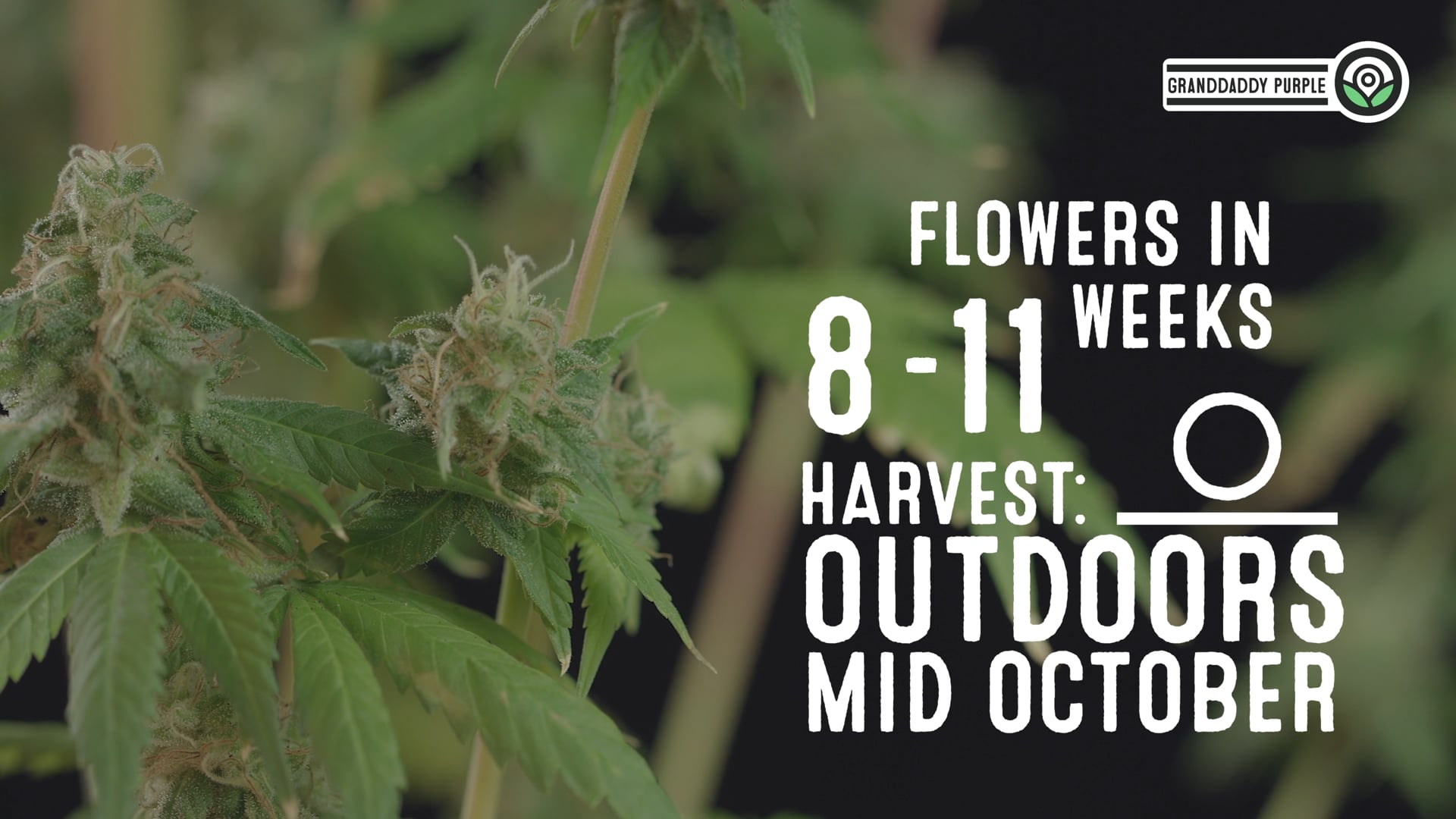 Granddaddy Purple Feminized Cannabis Seeds