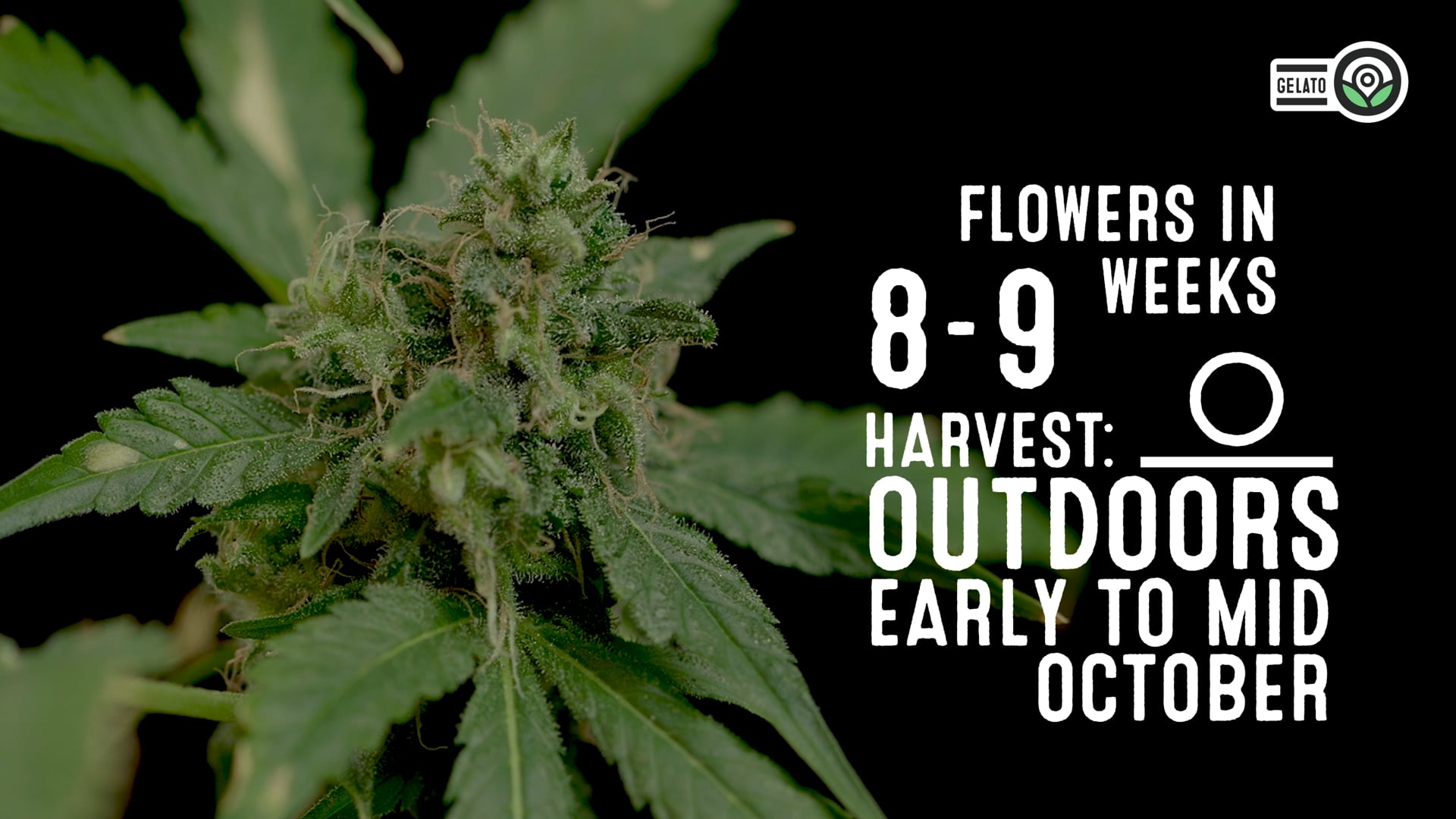 Gelato Feminized Cannabis Seeds