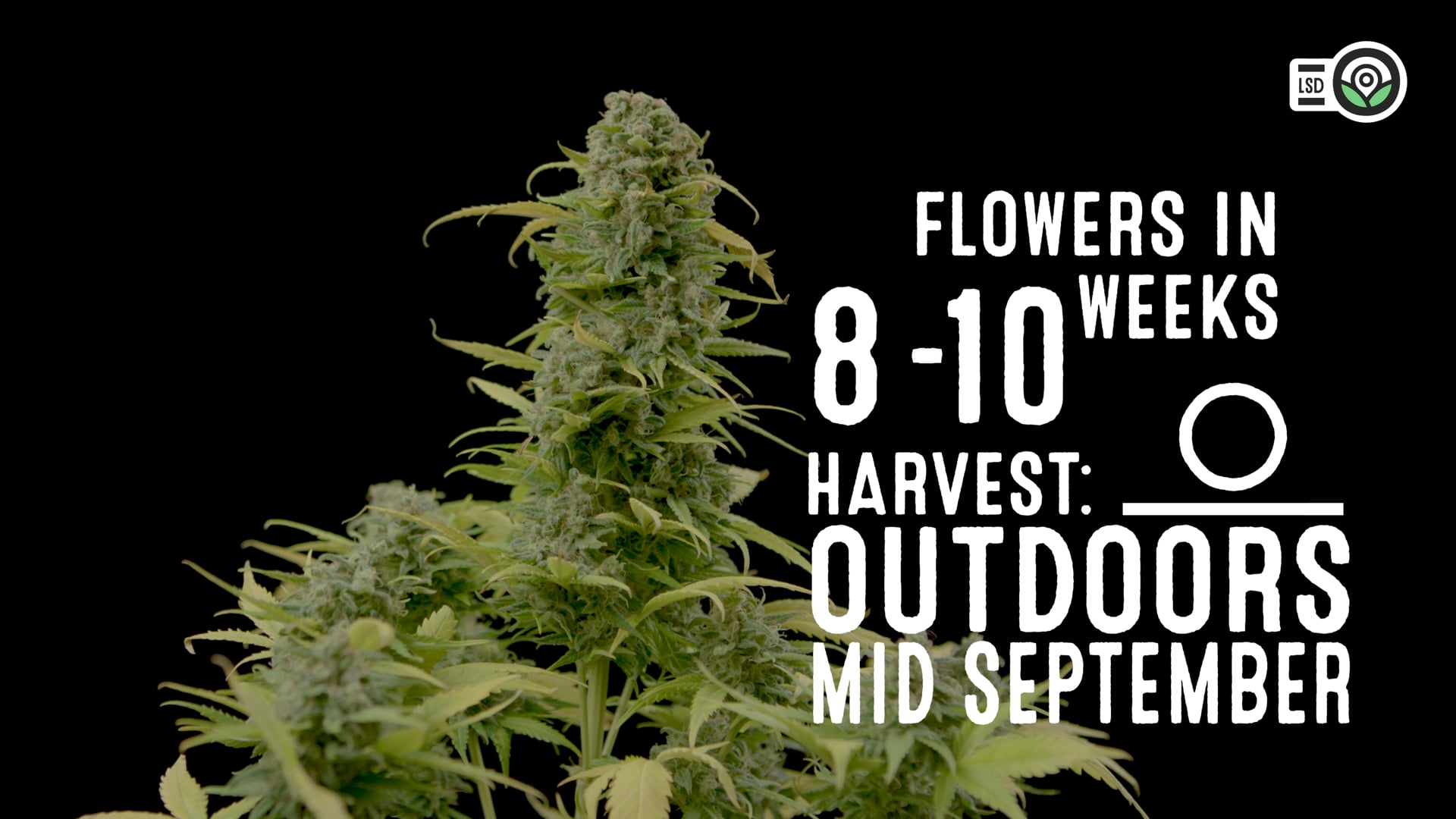 LSD Feminized Cannabis Seeds