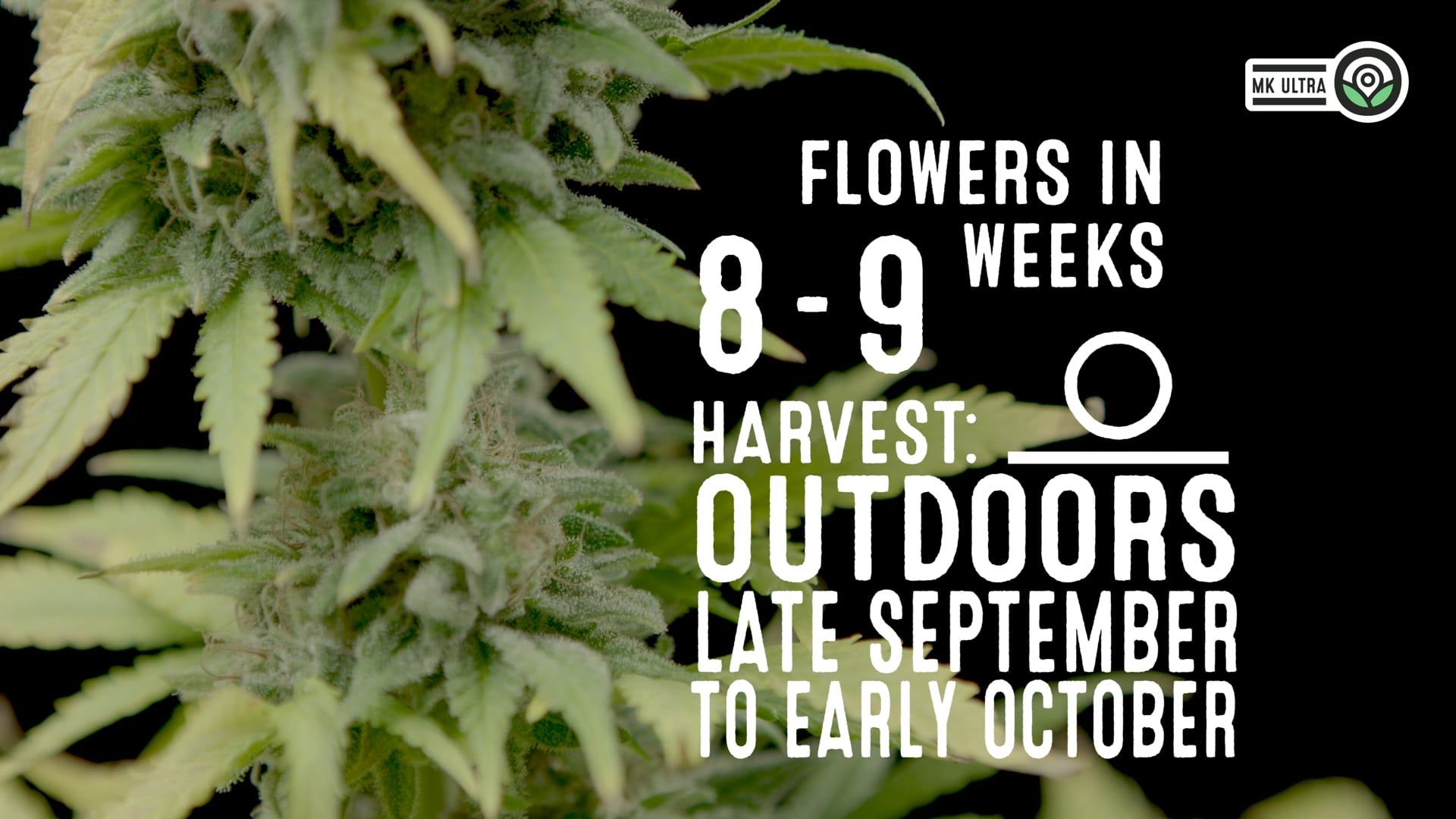 MK Ultra Feminized Cannabis Seeds