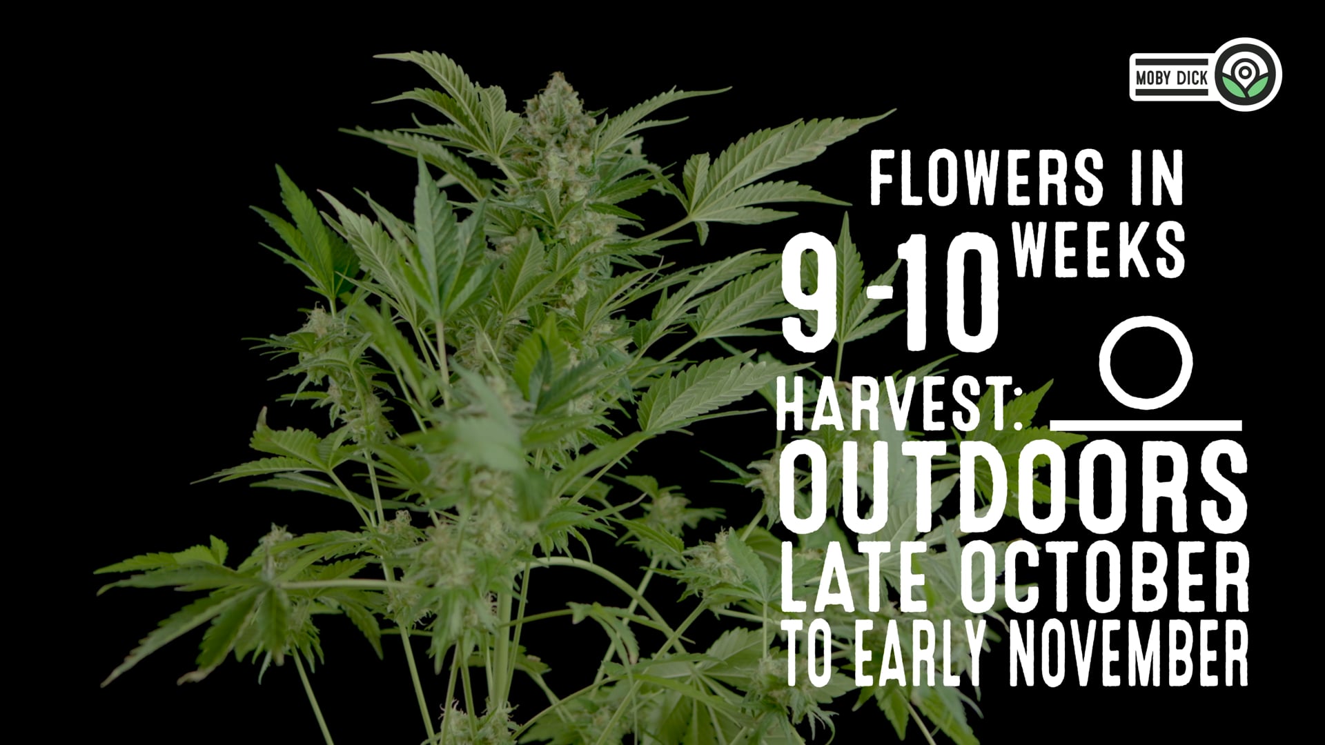 Moby Dick Feminized Cannabis Seeds