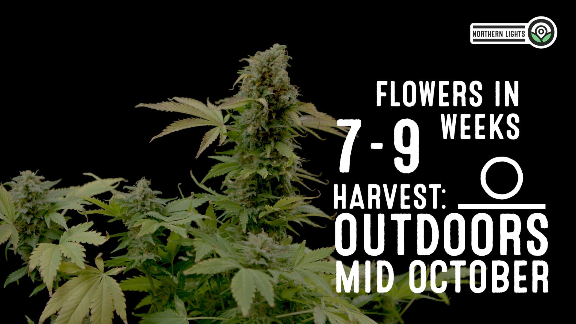 Northern Lights Feminized Cannabis Seeds