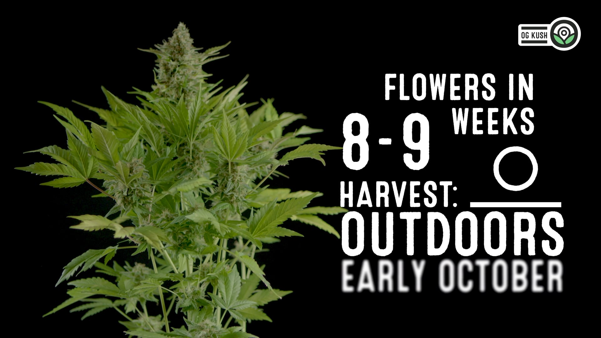 OG Kush Feminized Cannabis Seeds