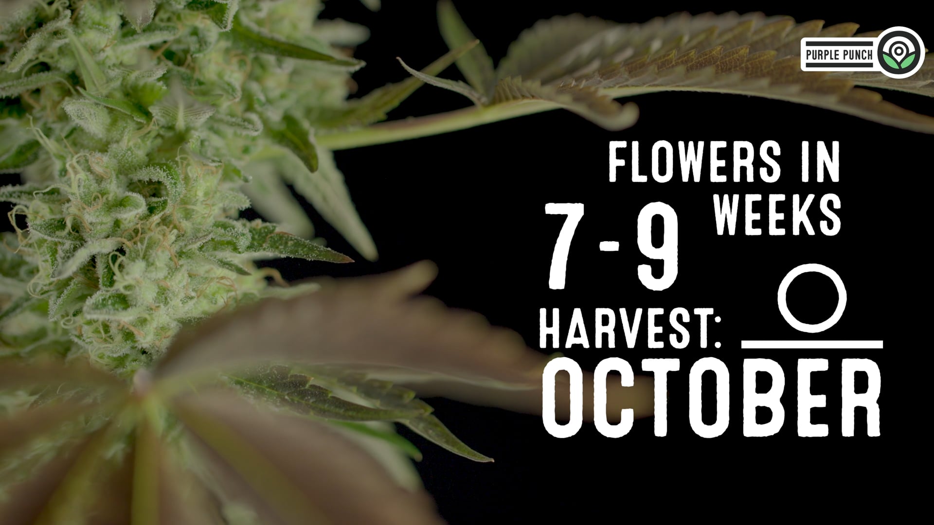 Purple Punch Feminized Cannabis Seeds