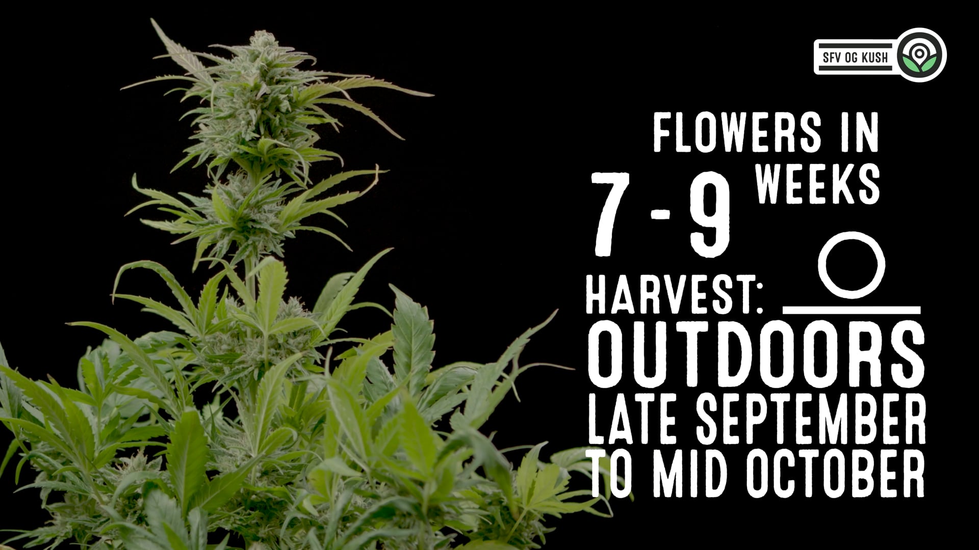 San Fernando Valley Kush Feminized Cannabis Seeds