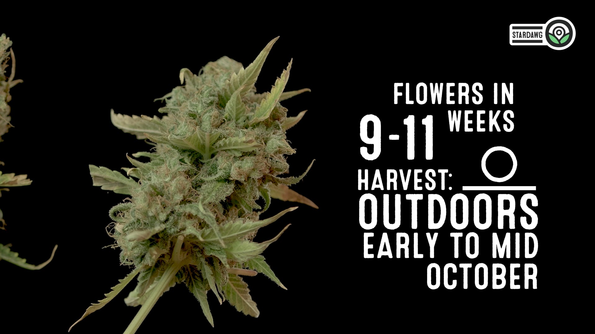 Stardawg Feminized Cannabis Seeds