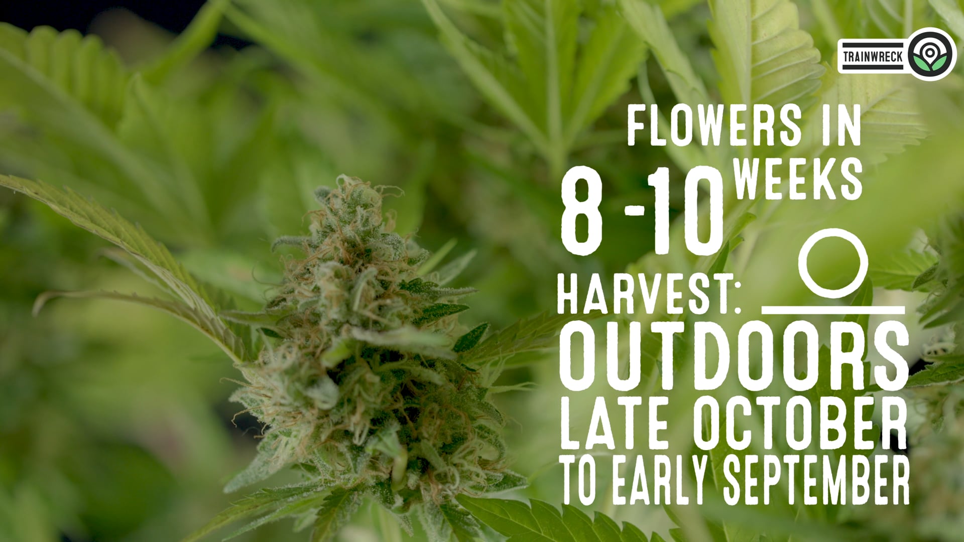 Trainwreck Feminized Cannabis Seeds