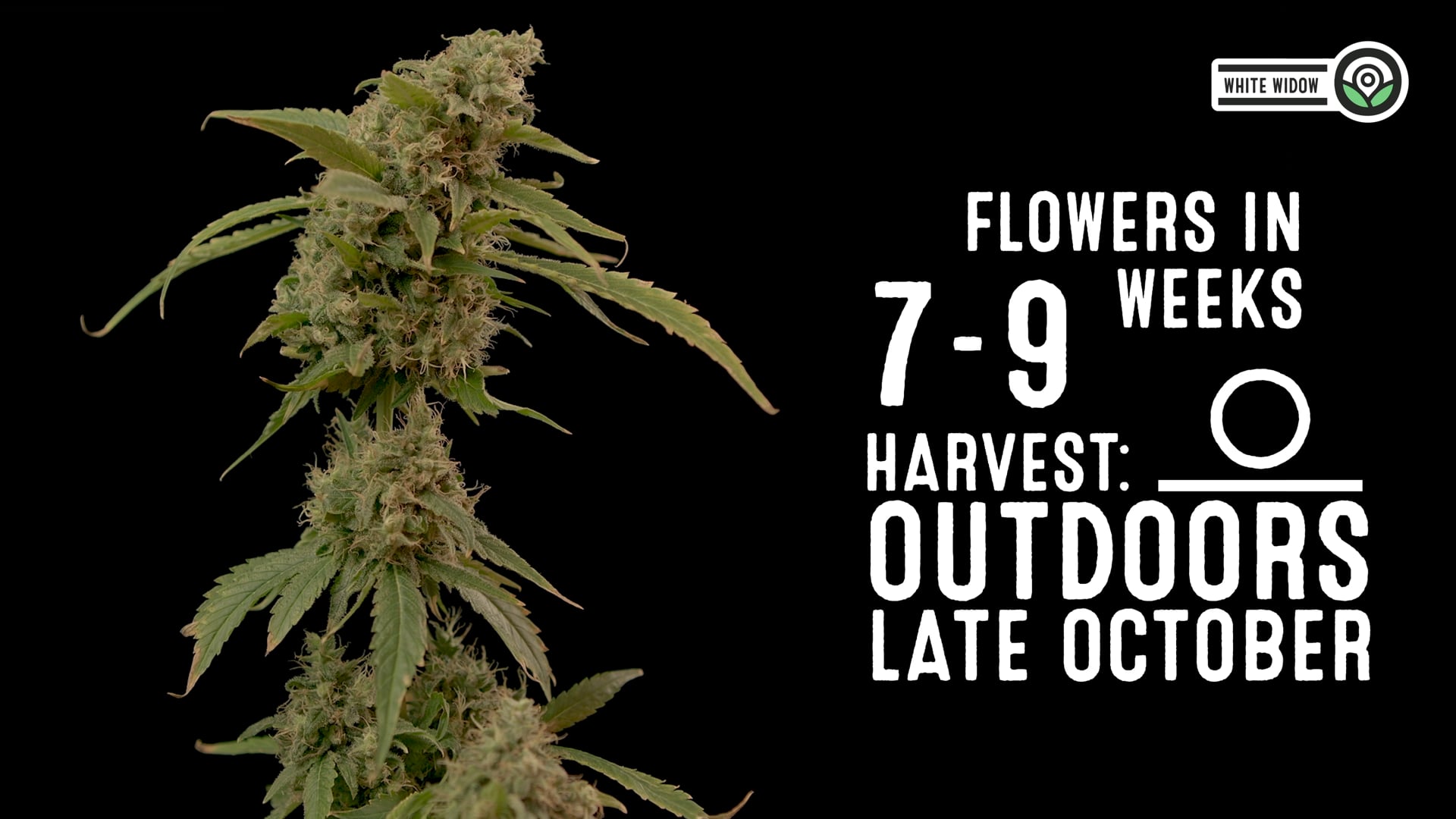 White Widow Feminized Cannabis Seeds