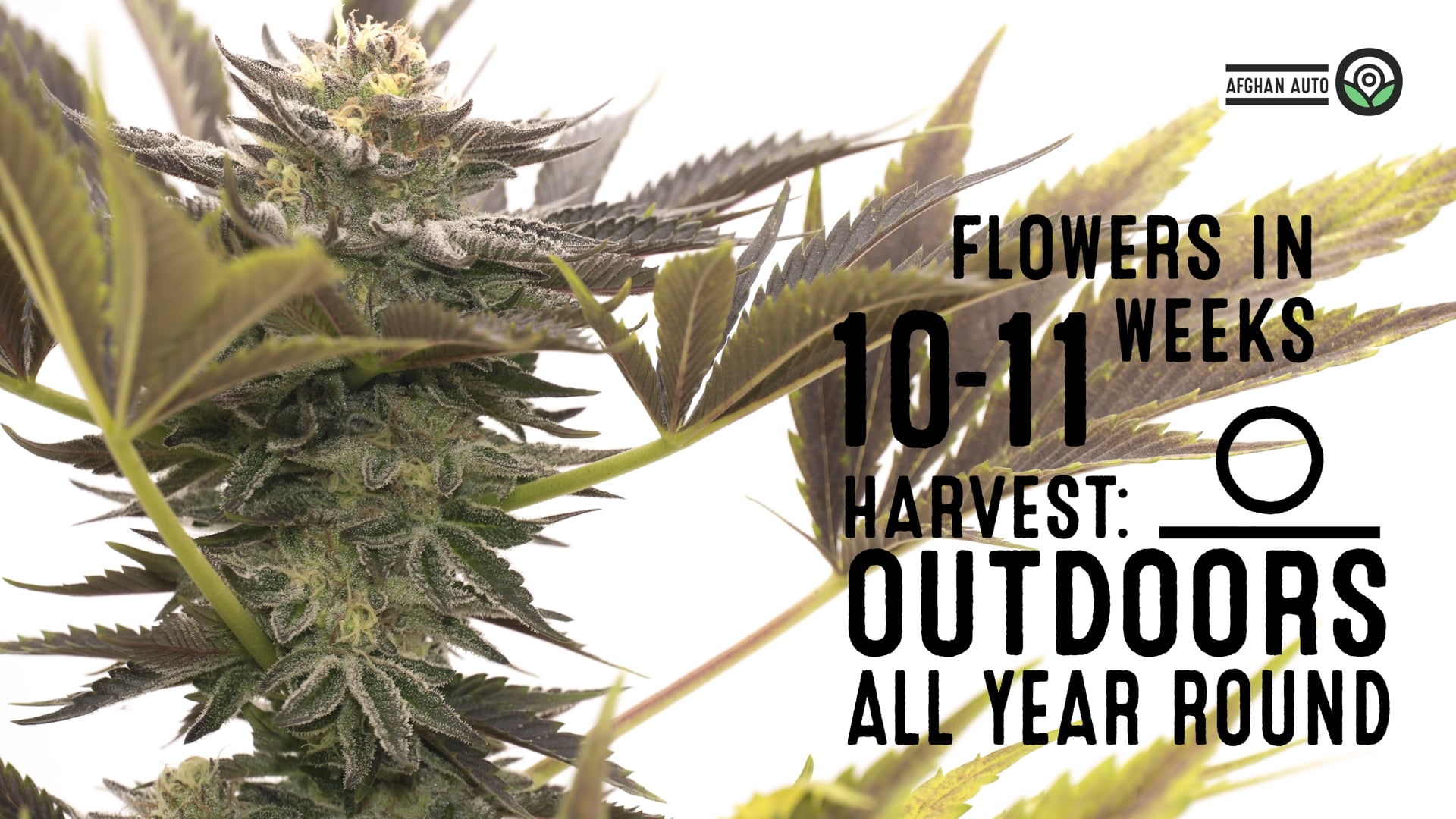 Afghan Autoflower Cannabis Seeds