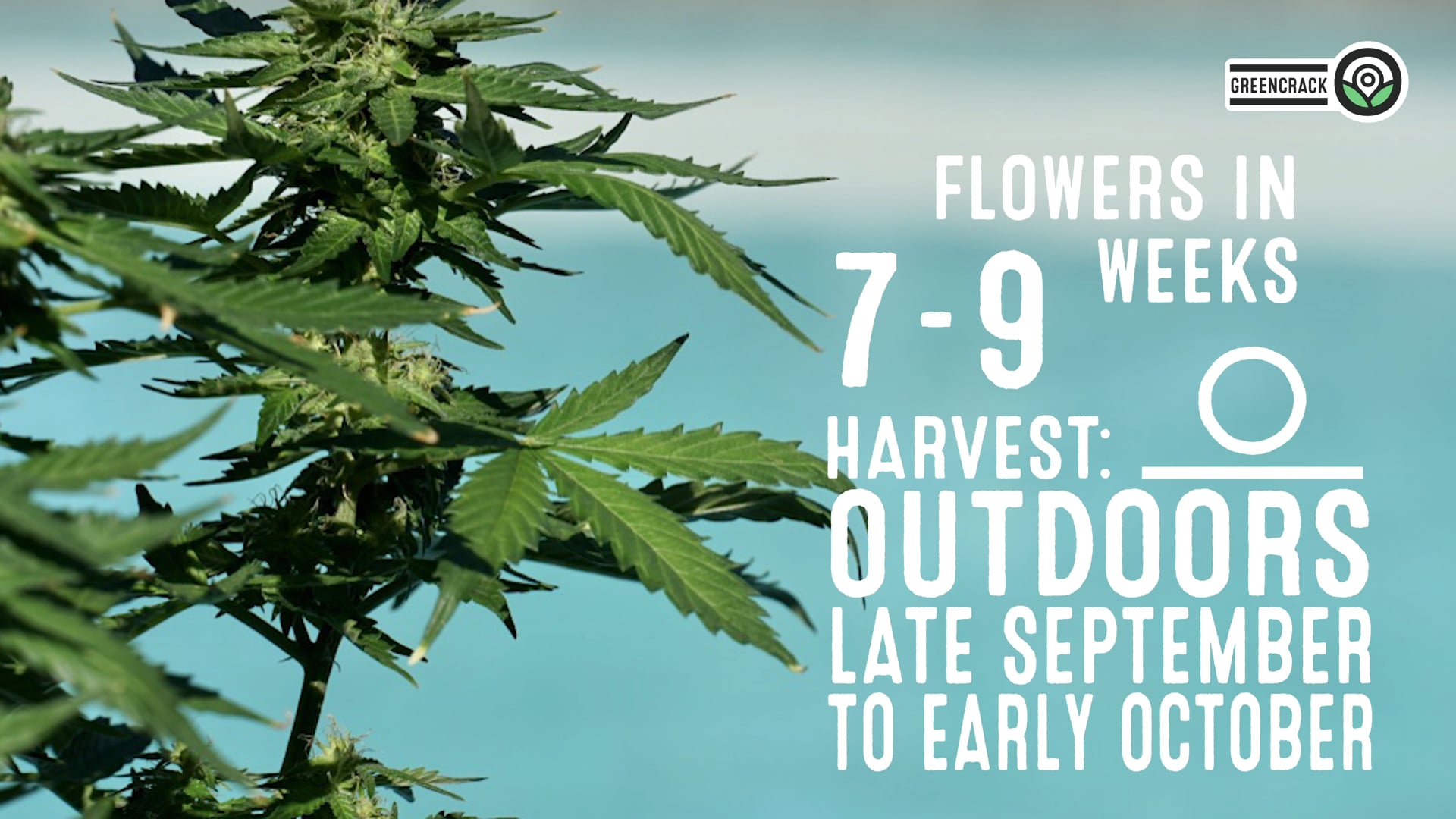 Green Crack Feminized Cannabis Seeds