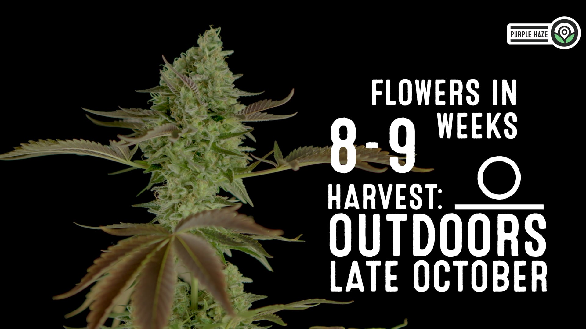 Purple Haze Feminized Cannabis Seeds