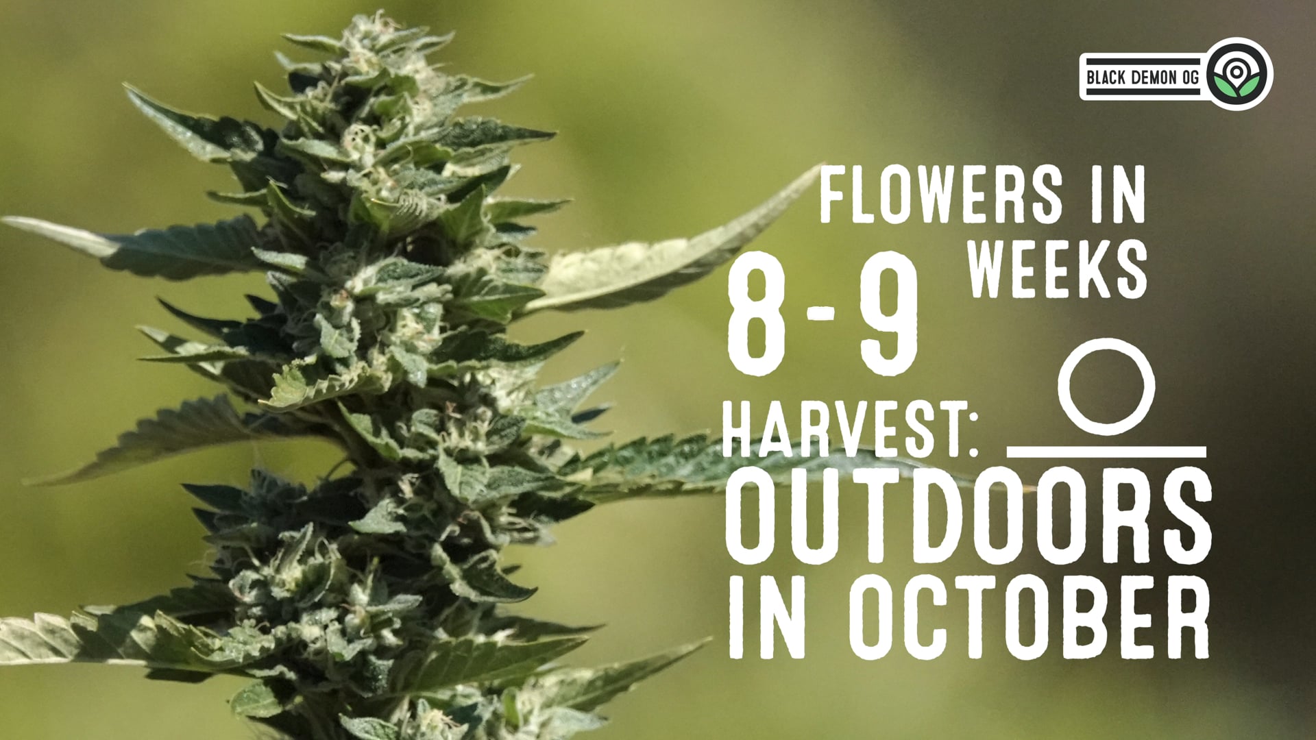 Black Demon OG Feminized Cannabis Seeds