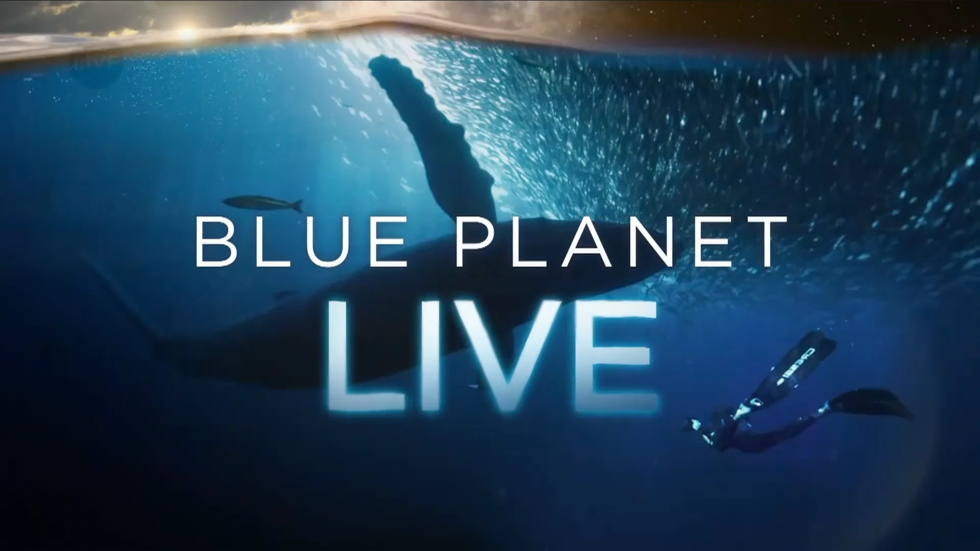 Blue Planet Live Ep1 - DP Eddy Raphael : Cristina Zenato segment