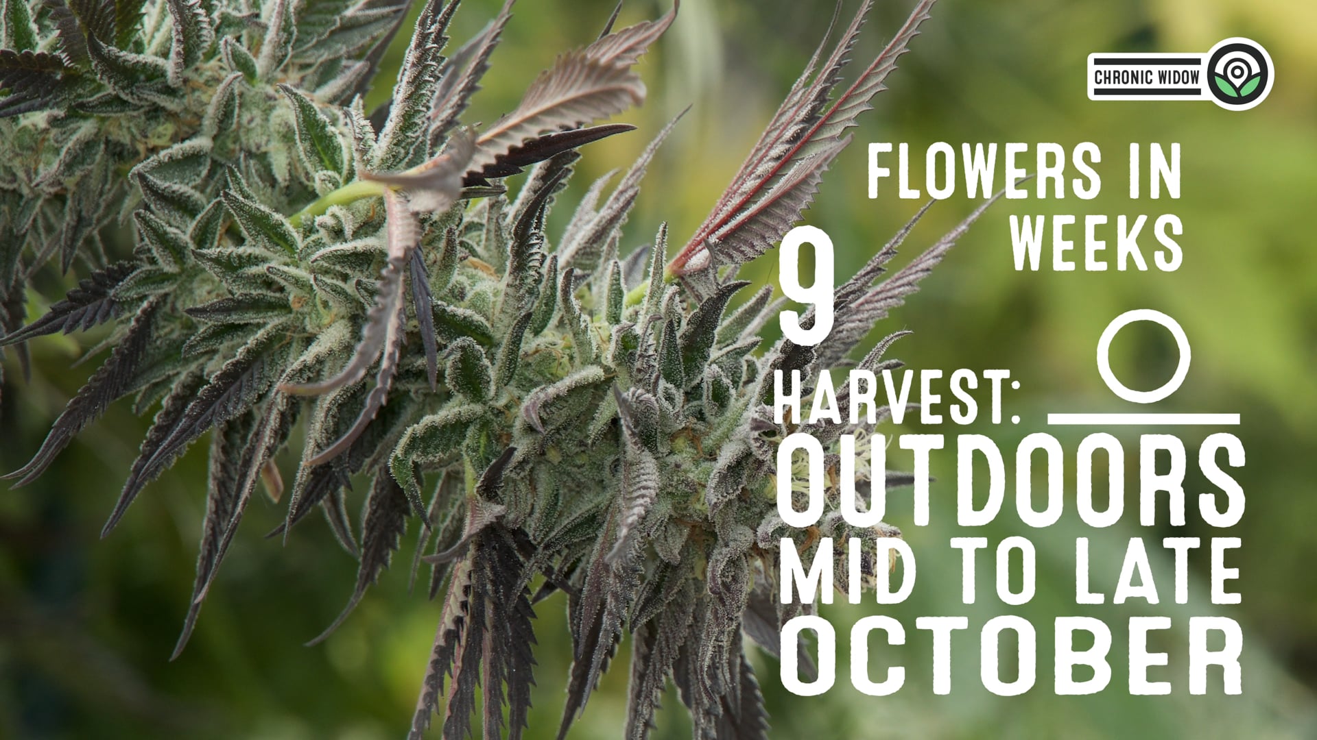 Chronic Widow Feminized Cannabis Seeds