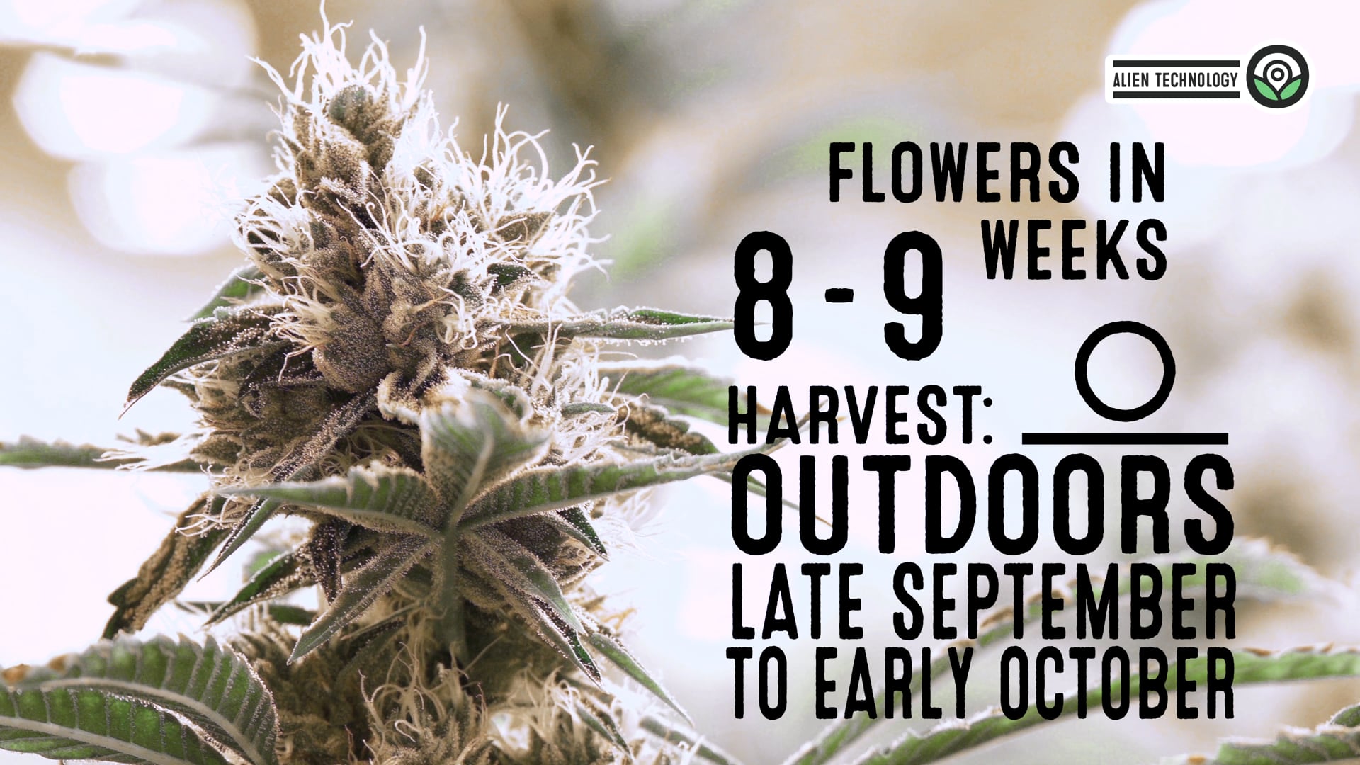 Alien Technology Regular Cannabis Seeds